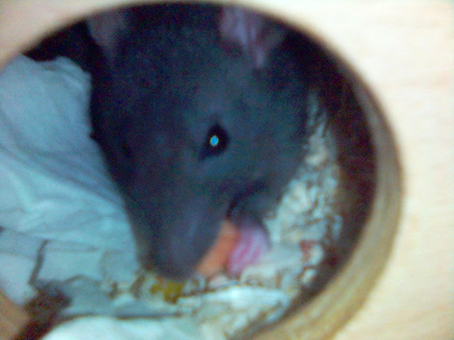 V domečku